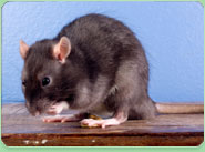 rat control Dereham